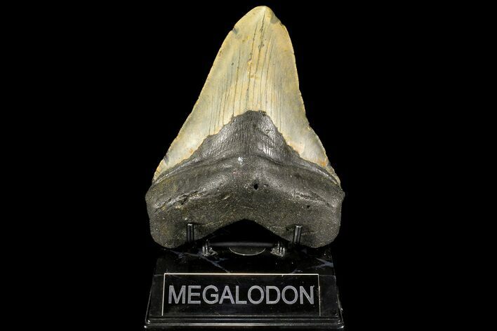 Fossil Megalodon Tooth - North Carolina #109782